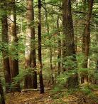 forest崔昌扮演者